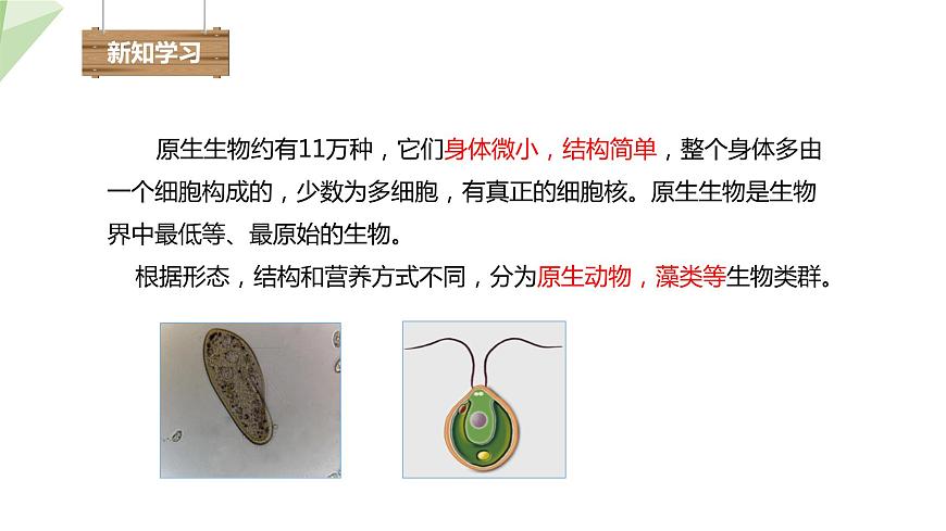 22.2 原生生物的主要類群 課件 2023-2024學(xué)年初中生物北師版八年級下冊第4頁