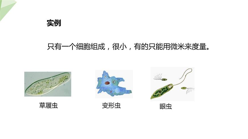 22.2 原生生物的主要類群 課件 2023-2024學(xué)年初中生物北師版八年級下冊第6頁