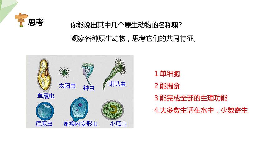 22.2 原生生物的主要類群 課件 2023-2024學(xué)年初中生物北師版八年級下冊第7頁