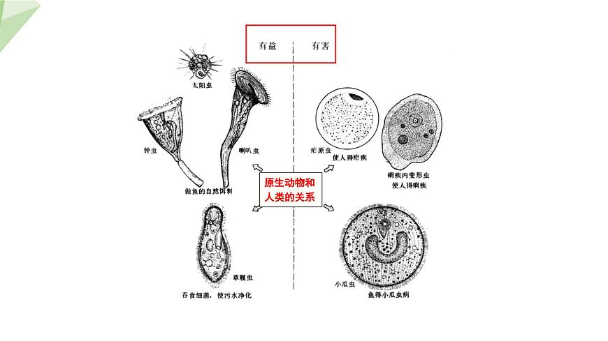 22.2 原生生物的主要類群 課件 2023-2024學(xué)年初中生物北師版八年級下冊第8頁