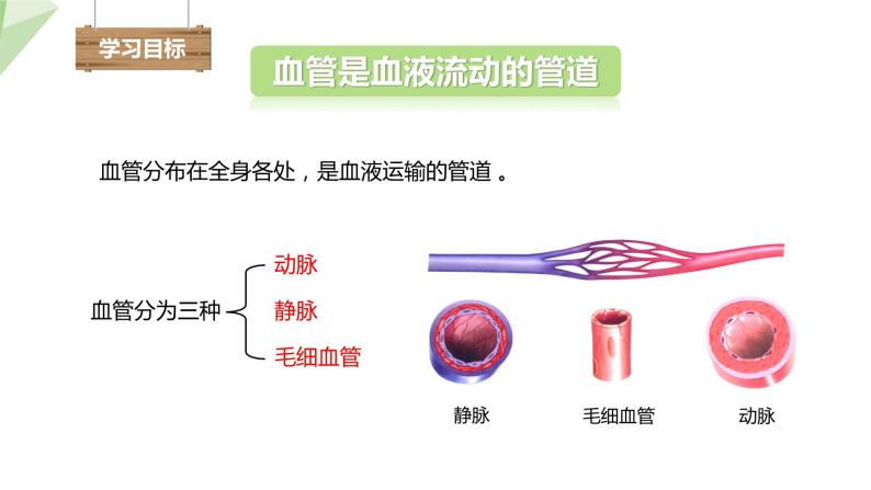 北师大版七年级生物下册课件 9.2 血液循环 第1课时 课件04