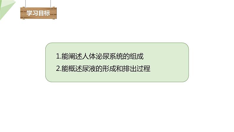 北师大版七年级生物下册课件 11.2 尿的形成与排出 课件03