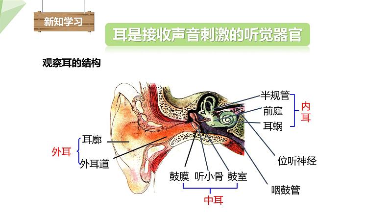 北师大版七年级生物下册课件 12.2 感受器和感觉器官 第2课时 课件第4页