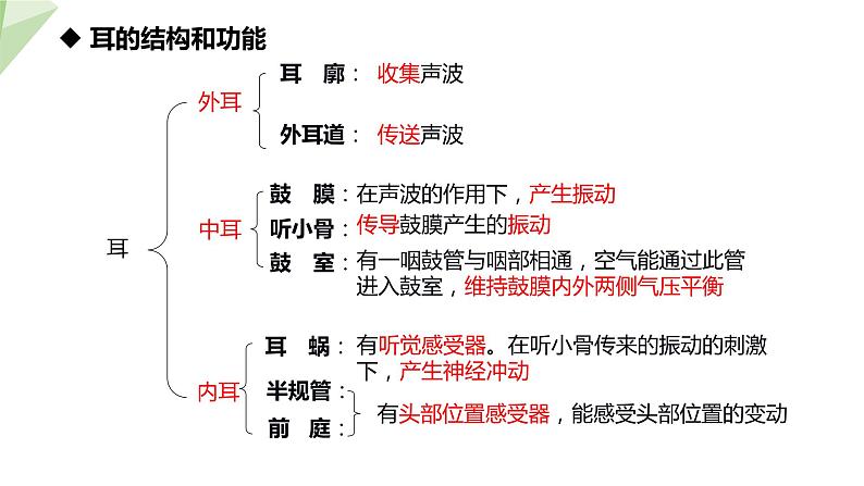 北师大版七年级生物下册课件 12.2 感受器和感觉器官 第2课时 课件第5页
