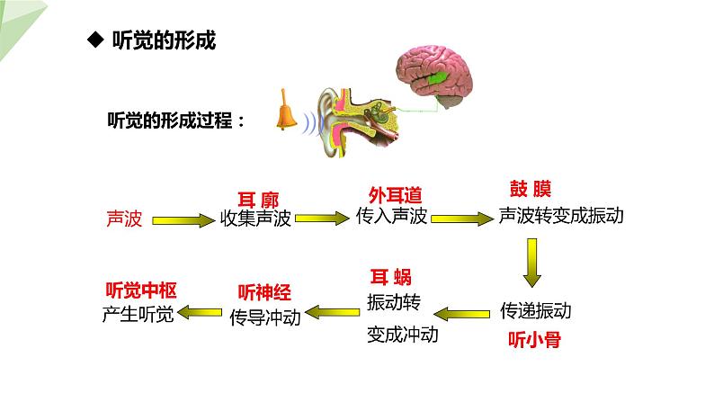 北师大版七年级生物下册课件 12.2 感受器和感觉器官 第2课时 课件第6页