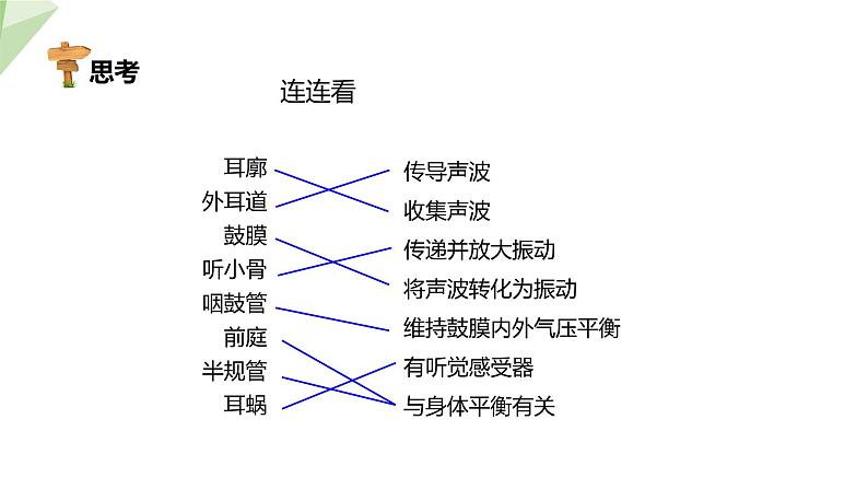 北师大版七年级生物下册课件 12.2 感受器和感觉器官 第2课时 课件第7页