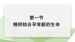 8.1 精卵结合孕育新的生命 课件 2023-2024学年初中生物苏教版七年级下册