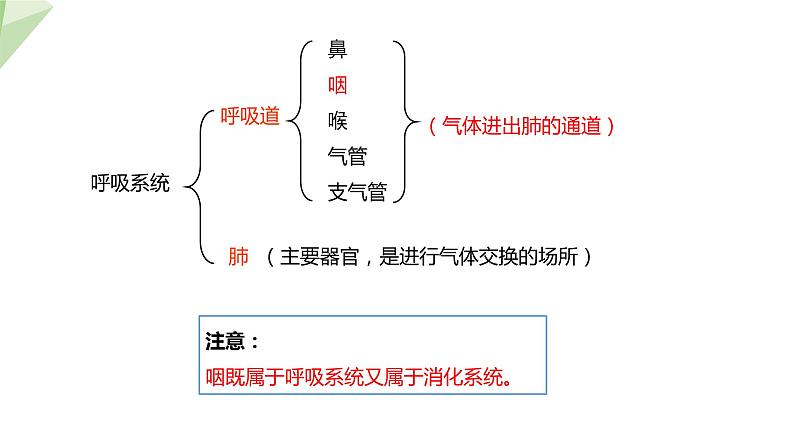 4.3.1 呼吸道对空气的处理 课件2023-2024学年初中生物人教版七年级下册第6页