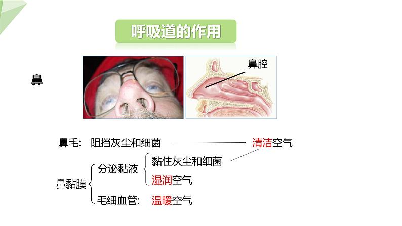 4.3.1 呼吸道对空气的处理 课件2023-2024学年初中生物人教版七年级下册第7页