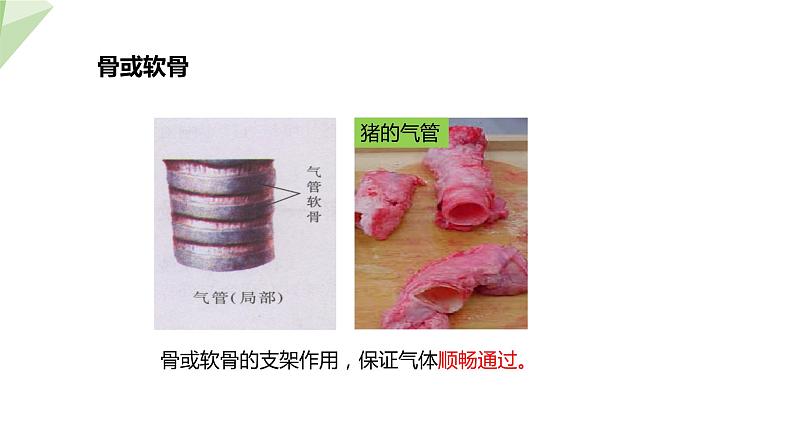 4.3.1 呼吸道对空气的处理 课件2023-2024学年初中生物人教版七年级下册第8页