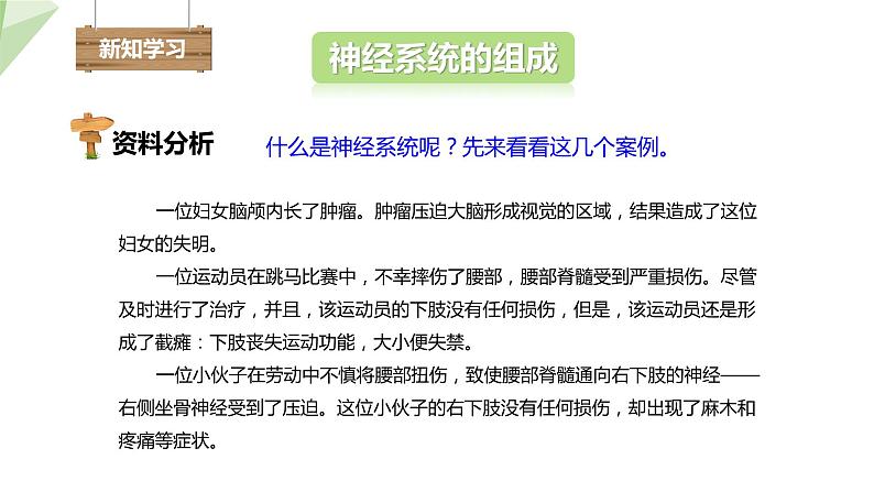 4.6.2 神经系统的组成 课件2023-2024学年初中生物人教版七年级下册04