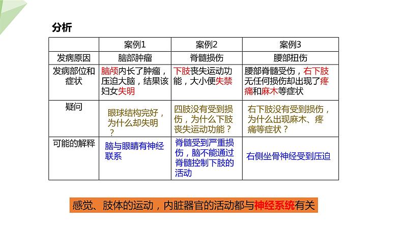 4.6.2 神经系统的组成 课件2023-2024学年初中生物人教版七年级下册05