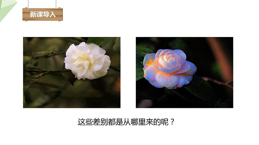 7.2.5 生物的變異 課件2023-2024學(xué)年初中生物人教版八年級下冊第2頁