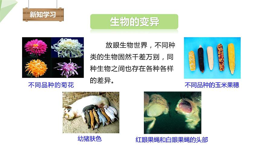 7.2.5 生物的變異 課件2023-2024學(xué)年初中生物人教版八年級下冊第4頁