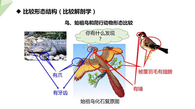 7.3.2 生物进化的历程 课件 初中生物人教版八年级下册08