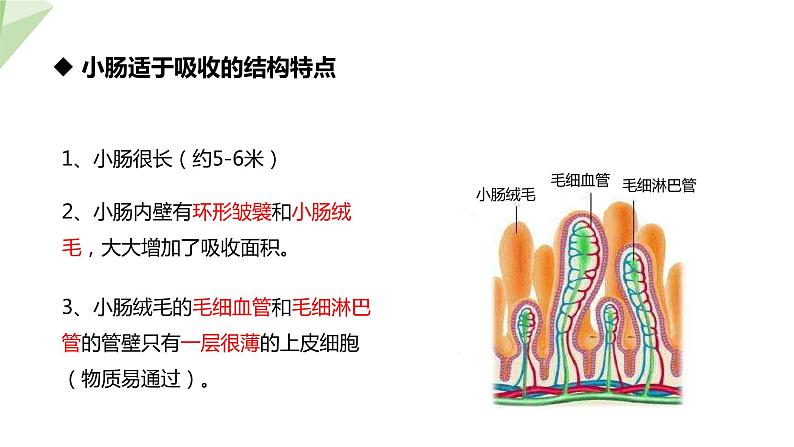 2.1.3 营养物质的吸收和利用 课件初中生物冀少版七年级下册08