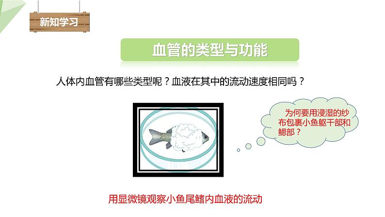 2.2.2 第1课时 血管 课件初中生物冀少版七年级下册第4页
