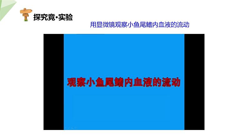 2.2.2 第1课时 血管 课件初中生物冀少版七年级下册第5页