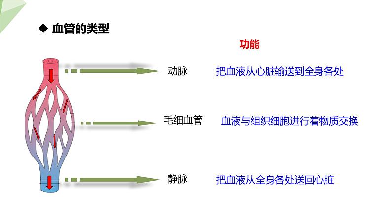 2.2.2 第1课时 血管 课件初中生物冀少版七年级下册第6页