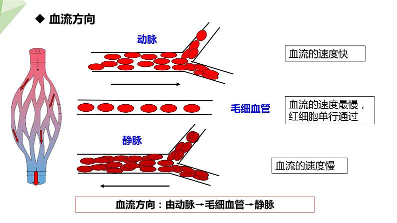 2.2.2 第1课时 血管 课件初中生物冀少版七年级下册第7页