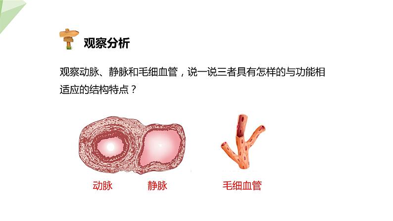 2.2.2 第1课时 血管 课件初中生物冀少版七年级下册第8页
