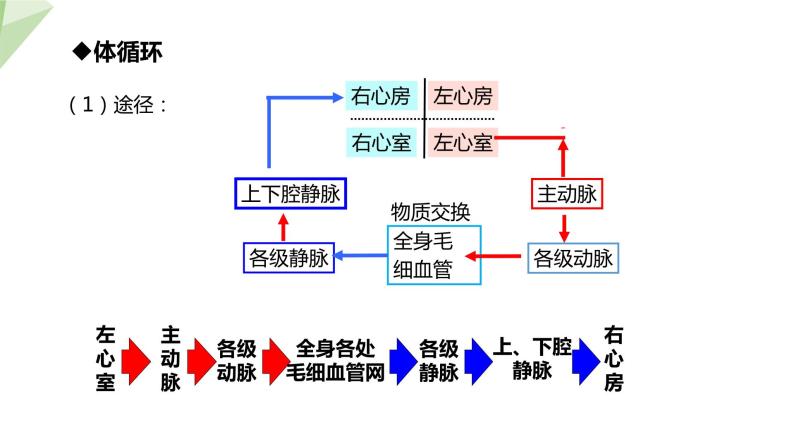 2.2.3 物质运输的路线  课件初中生物冀少版七年级下册07