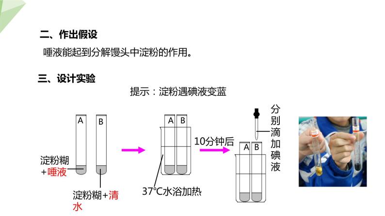 2.1.2 食物的消化  课件初中生物冀少版七年级下册07