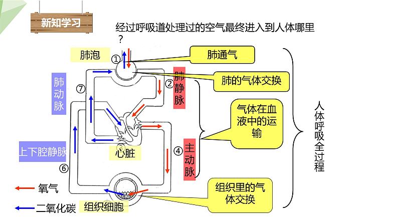 2.3.1 第2课时 呼吸的过程及吸烟的危害 课件 初中生物冀少版七年级下册04