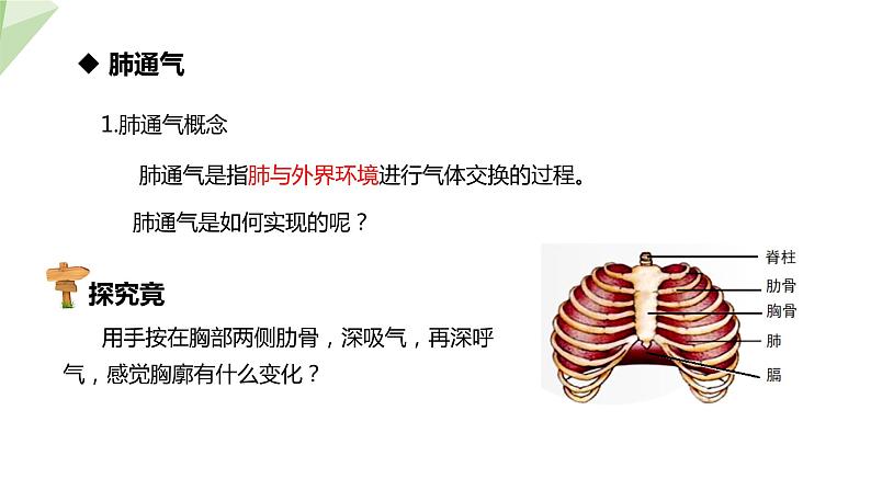 2.3.1 第2课时 呼吸的过程及吸烟的危害 课件 初中生物冀少版七年级下册06