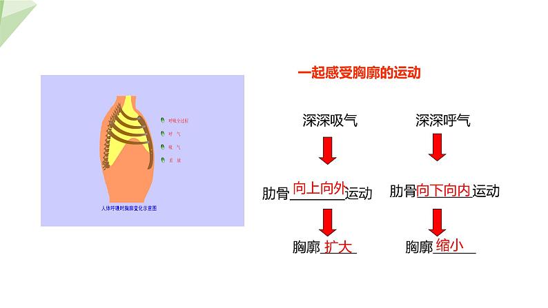 2.3.1 第2课时 呼吸的过程及吸烟的危害 课件 初中生物冀少版七年级下册07