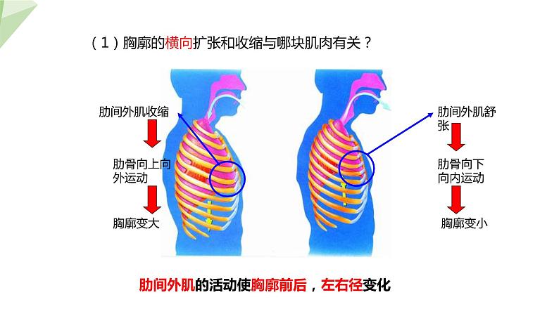 2.3.1 第2课时 呼吸的过程及吸烟的危害 课件 初中生物冀少版七年级下册08