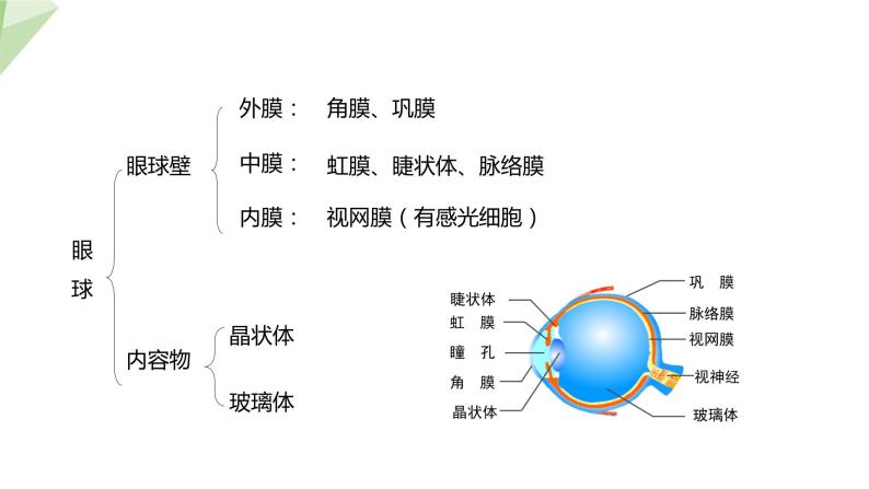 2.4.1 第1课时 视觉  课件 初中生物冀少版七年级下册08