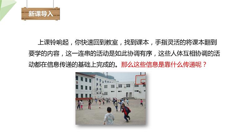 2.4.2 信息的传递 课件 初中生物冀少版七年级下册02