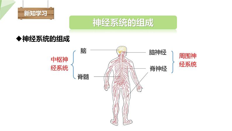 2.4.2 信息的传递 课件 初中生物冀少版七年级下册04