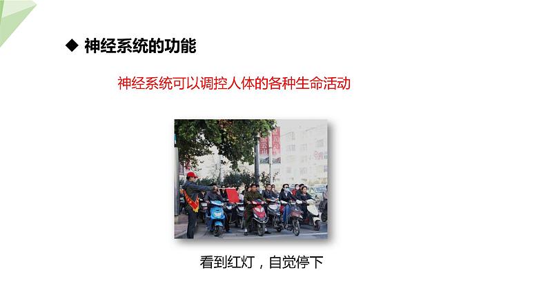 2.4.2 信息的传递 课件 初中生物冀少版七年级下册05