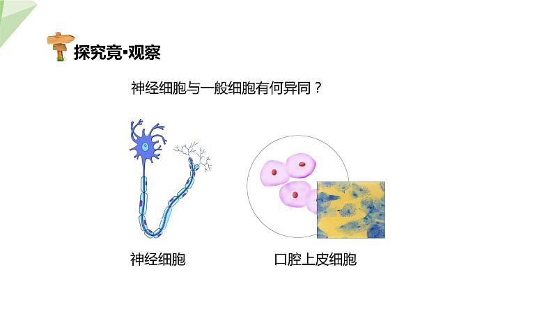 2.4.2 信息的传递 课件 初中生物冀少版七年级下册06