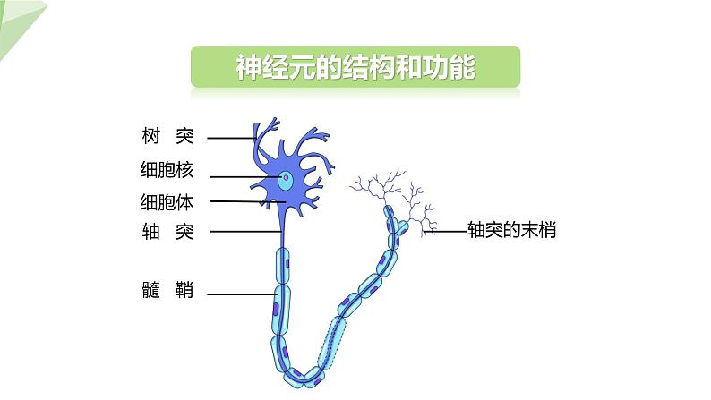 2.4.2 信息的传递 课件 初中生物冀少版七年级下册07