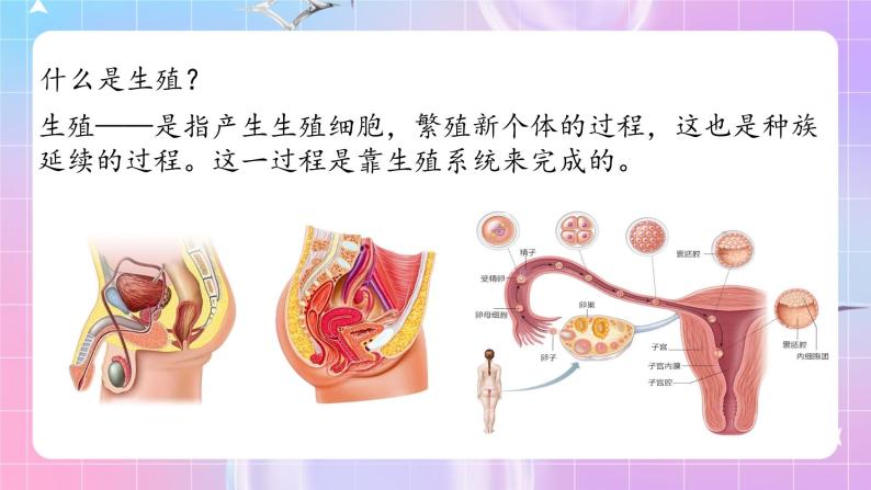 人教版生物七年级下册4.1.2《人的生殖》教案+教案05