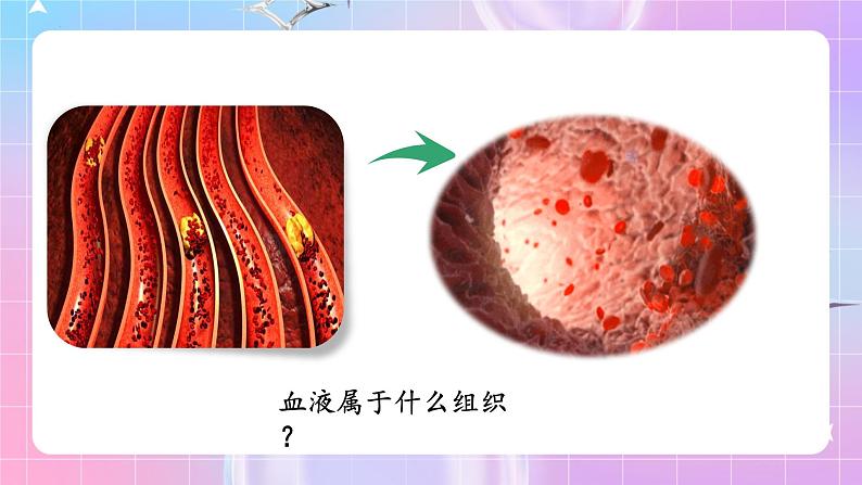 人教版生物七年级下册4.4.1《流动的组织——血液》课件+教案05