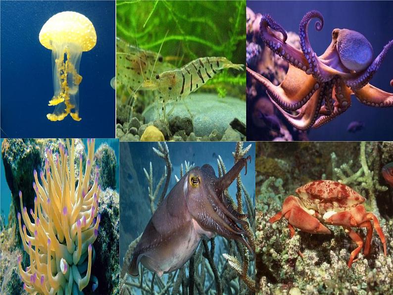 10.1水中的动物课件2022--2023学年苏科版生物七年级下册第2页