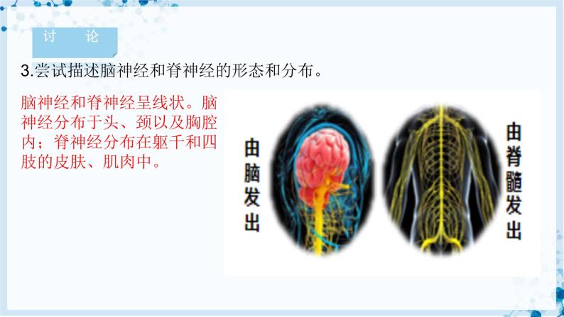 【北师大版】七下生物 4.12.1 神经系统与神经调节（课件+学案+练习）07
