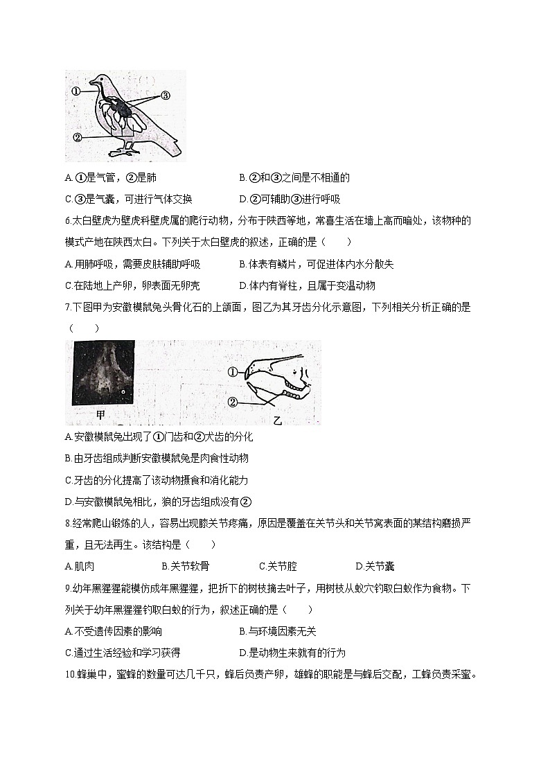 陕西省西安市蓝田县2023-2024学年八年级上册期末质量检测生物模拟试题(附答案)第2页