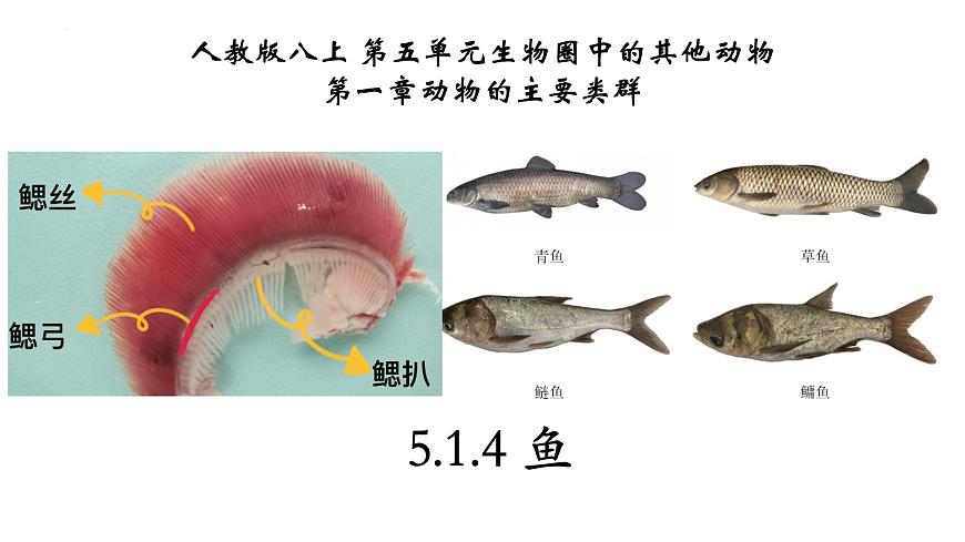 5.1.4 魚第1頁