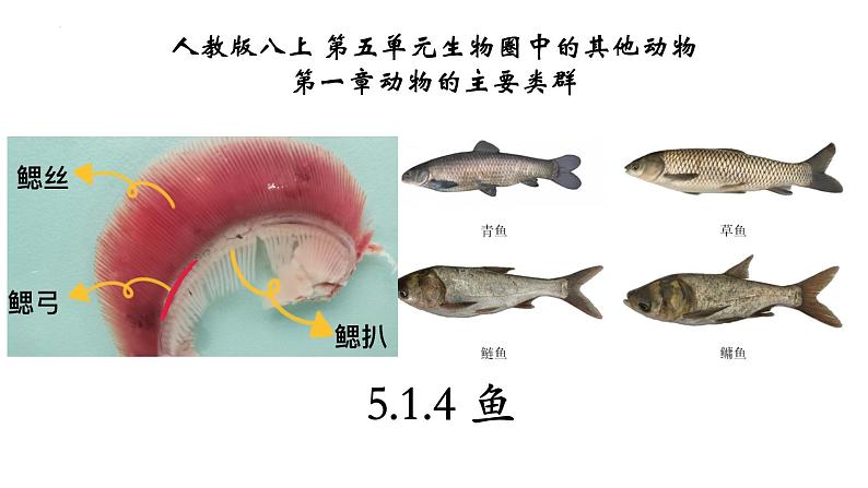 5.1.4+鱼-【精华备课】2023-2024学年八年级生物上册同步教学课件(人教版)01
