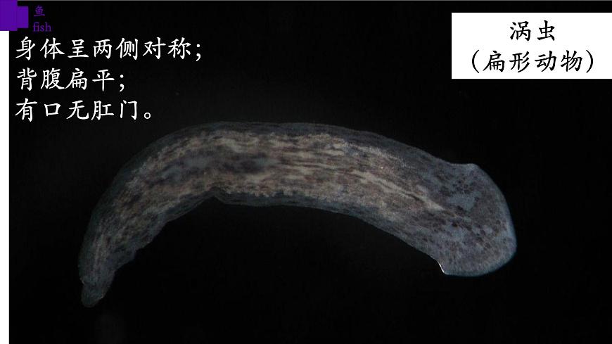 5.1.4 魚第3頁