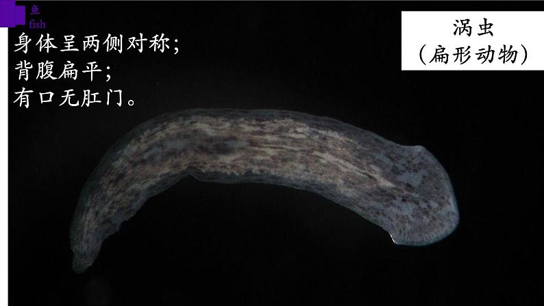5.1.4+鱼-【精华备课】2023-2024学年八年级生物上册同步教学课件(人教版)03