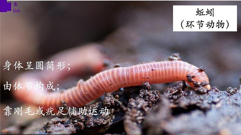 5.1.4+鱼-【精华备课】2023-2024学年八年级生物上册同步教学课件(人教版)05