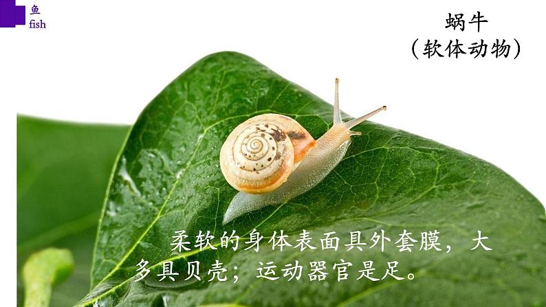 5.1.4+鱼-【精华备课】2023-2024学年八年级生物上册同步教学课件(人教版)06
