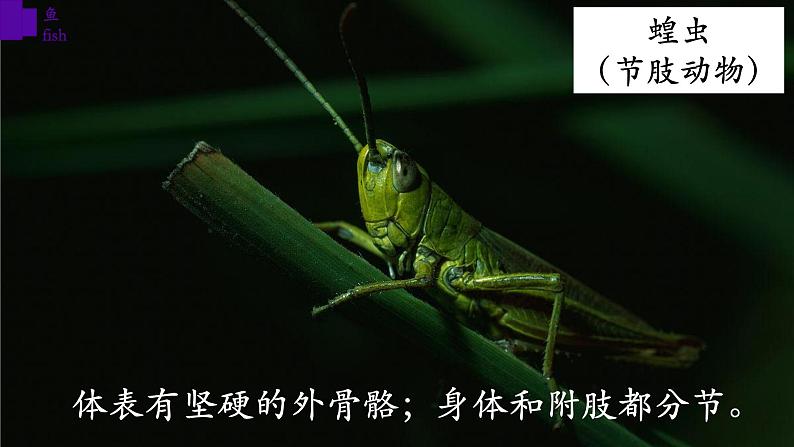 5.1.4+鱼-【精华备课】2023-2024学年八年级生物上册同步教学课件(人教版)07