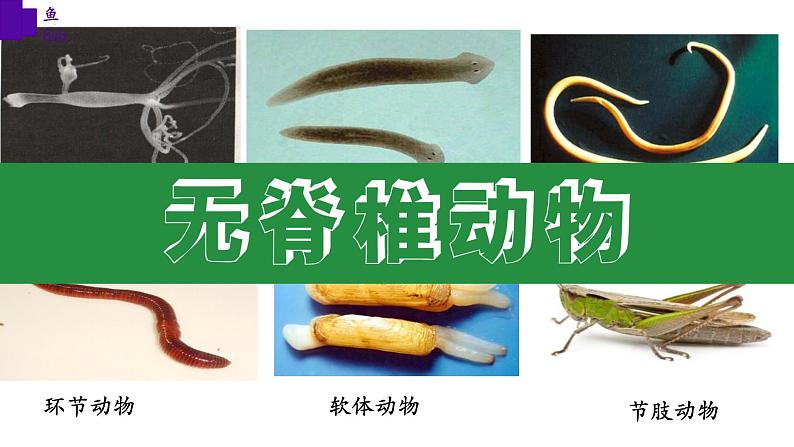 5.1.4+鱼-【精华备课】2023-2024学年八年级生物上册同步教学课件(人教版)08